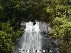 El Yunque Rainfores,Rio Grande ,Puerto Rico. camera DC310 by Pedro Hernandez 